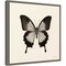 Butterfly III BW Crop by Debra Van Swearingen 16-in. W x 16-in. H. Canvas Wall Art Print Framed in Grey